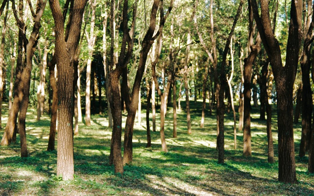 Azrou Cedar Forest & Barbary Monkeys Day Trip from Fes – Private Nature Adventure