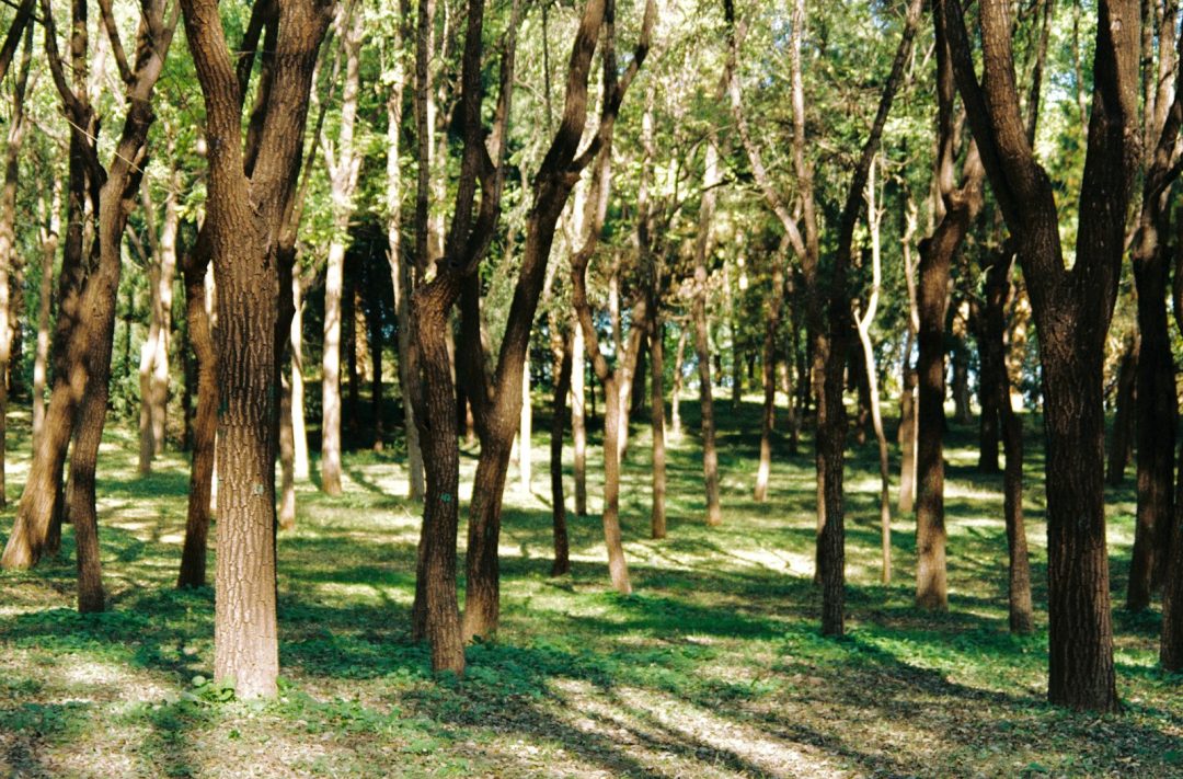 Azrou Cedar Forest & Barbary Monkeys Day Trip from Fes – Private Nature Adventure