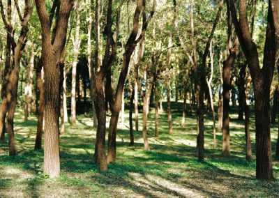 Azrou Cedar Forest & Barbary Monkeys Day Trip from Fes – Private Nature Adventure