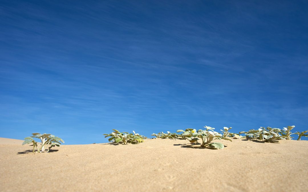 5-Day Private Desert Odyssey: Fes to Marrakech