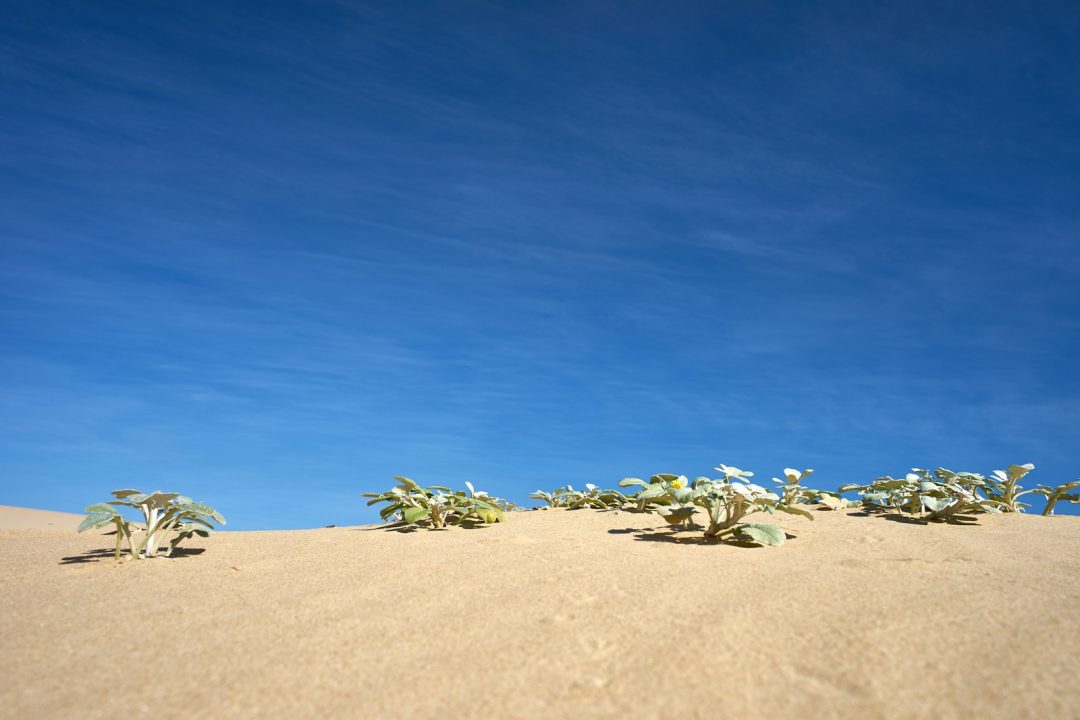 5-Day Private Desert Odyssey: Fes to Marrakech