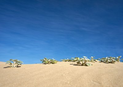 5-Day Private Desert Odyssey: Fes to Marrakech